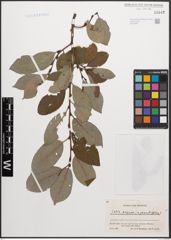 Foto von Salix caprea L. x Salix grandifolia Ser.